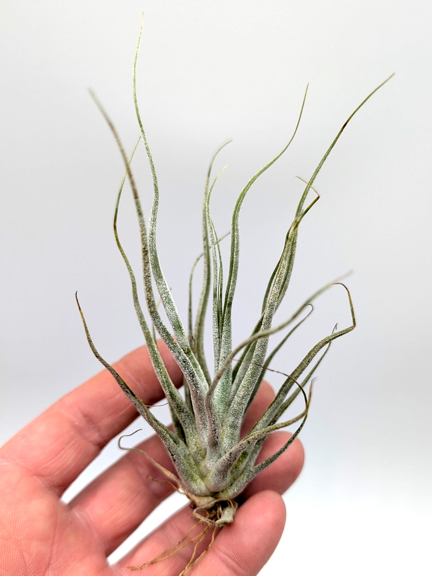Tillandsia pruinosa
