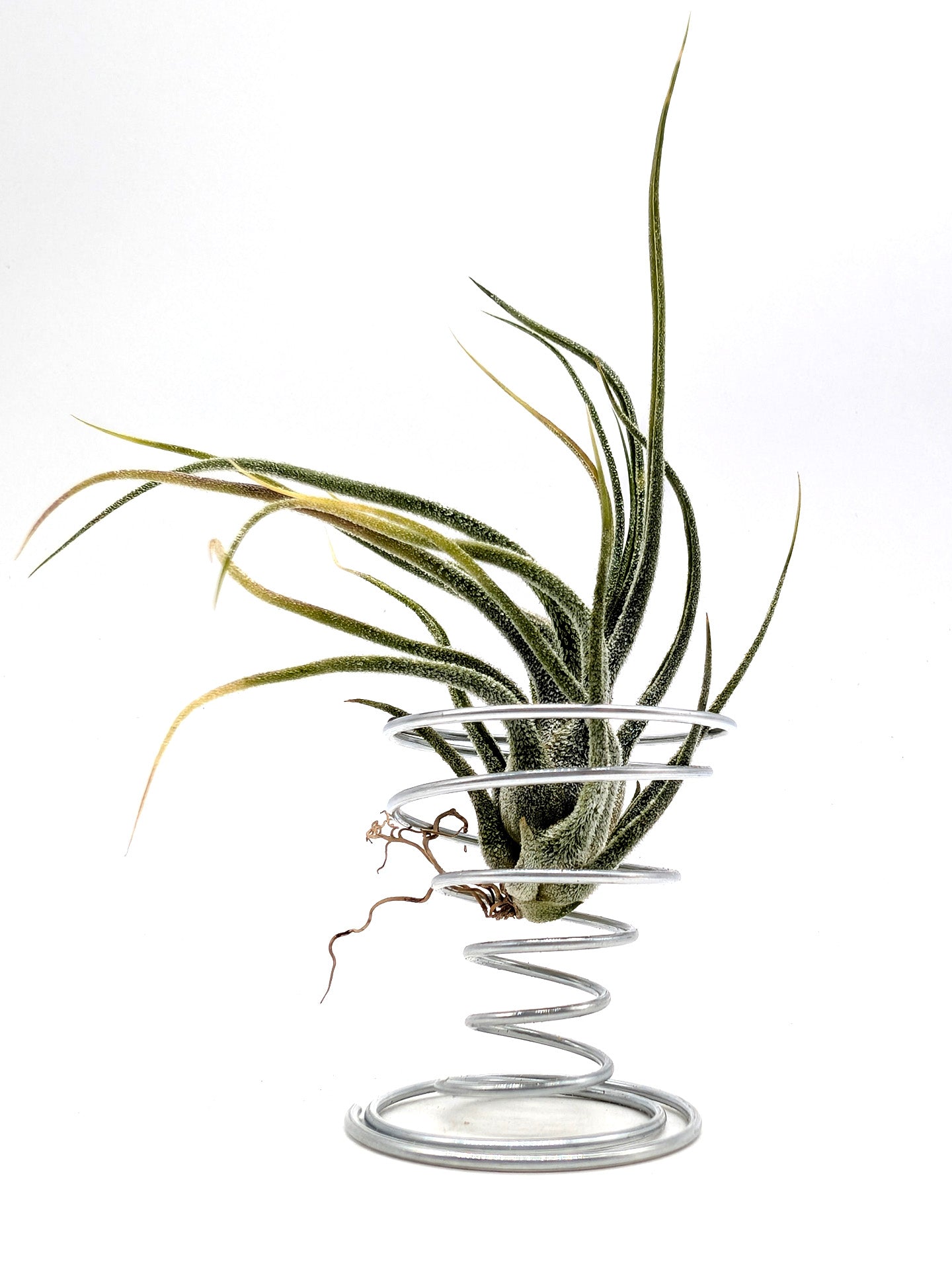 Tillandsia pruinosa "Red"