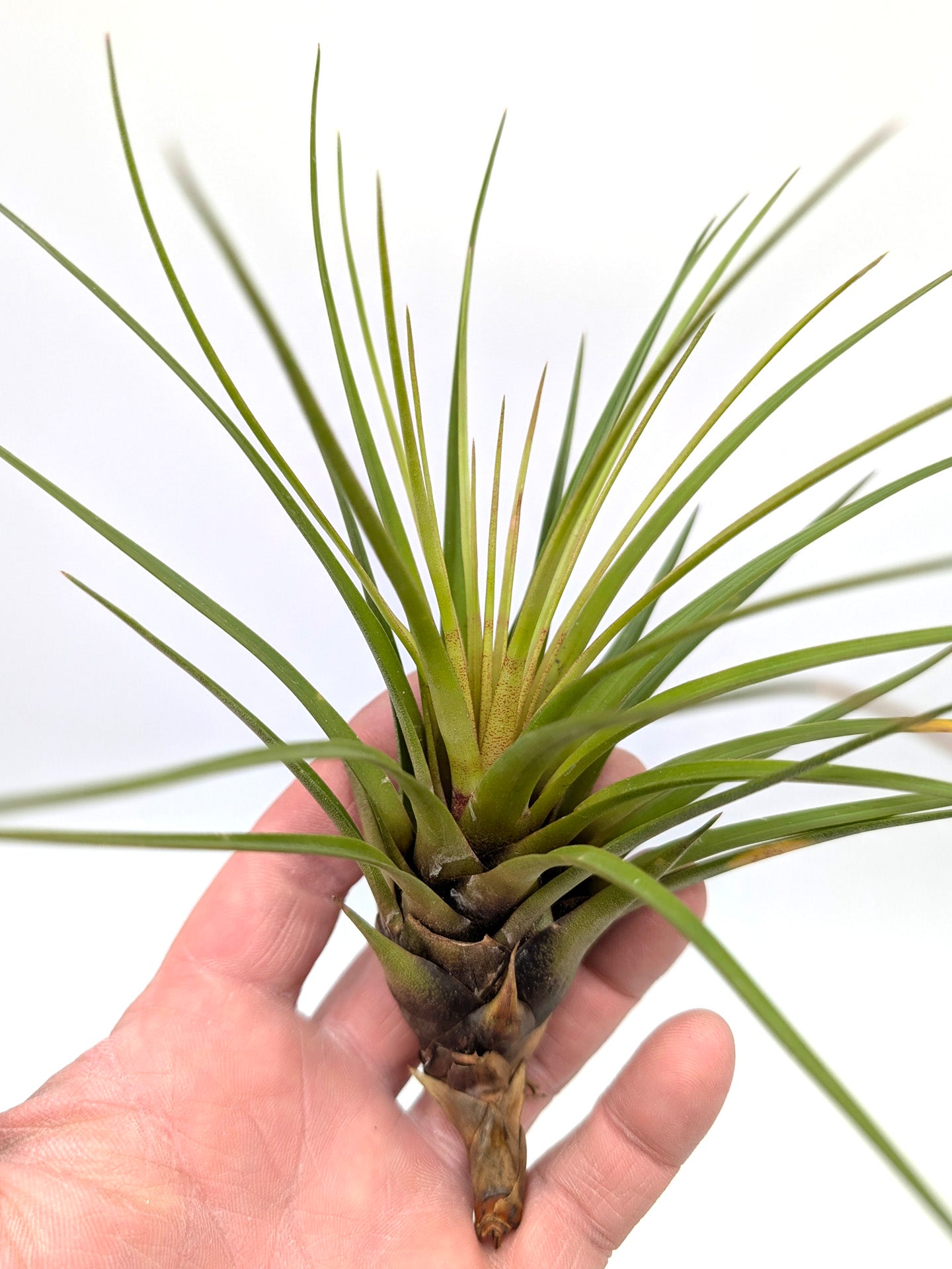 Tillandsia tricolor