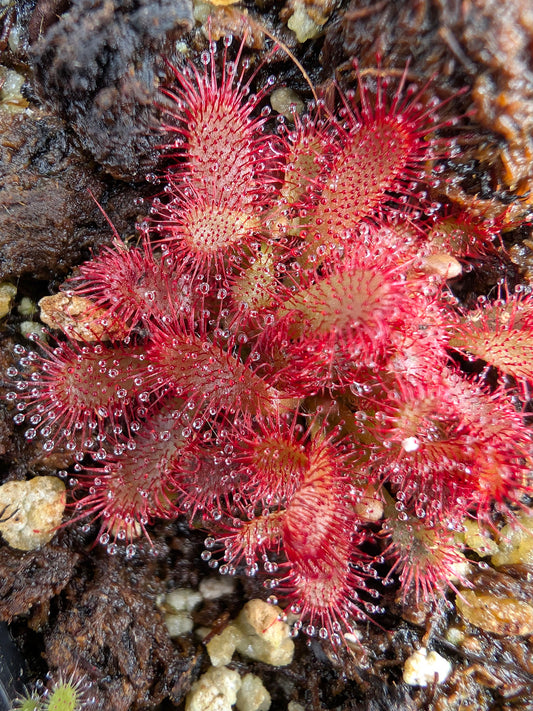 Drosera tomentosa  Morro do Jambeiro, Grao Mogol, Brazil