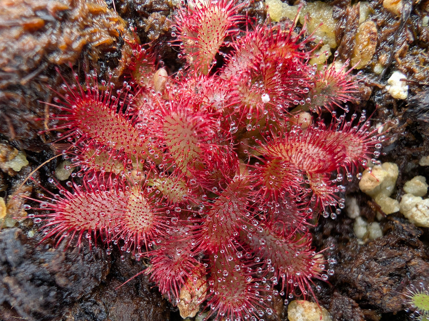 Drosera tomentosa Morro do Jambeiro, Grao Mogol, Brazil