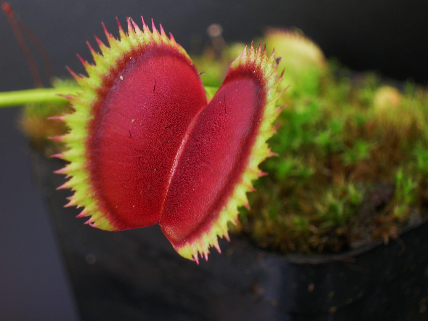 Dionaea muscipula "Tomm" Svarc