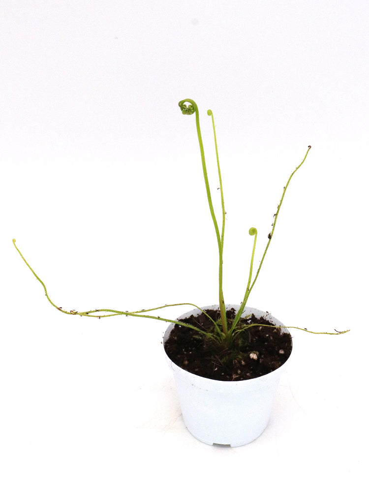 Drosera filiformis var. tracyi Santa Rosa County, Florida