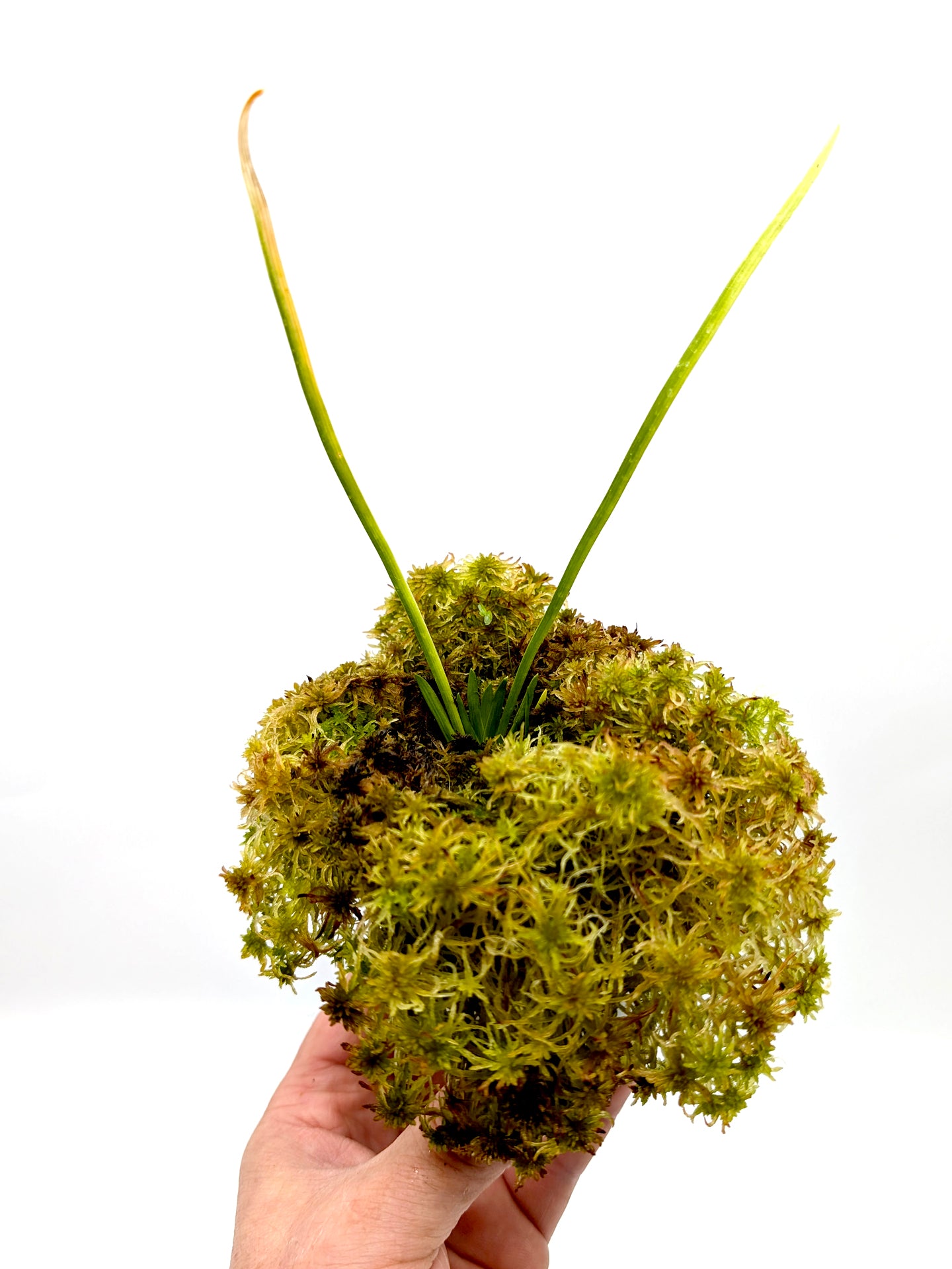 Triantha occidentalis Klamath-Siskyiou Region USA