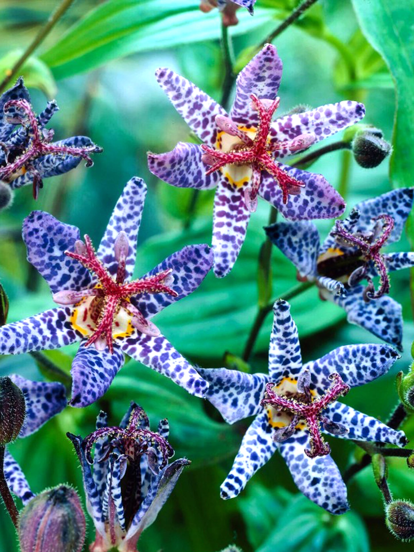 Tricyrtis 'Blue Wonder'