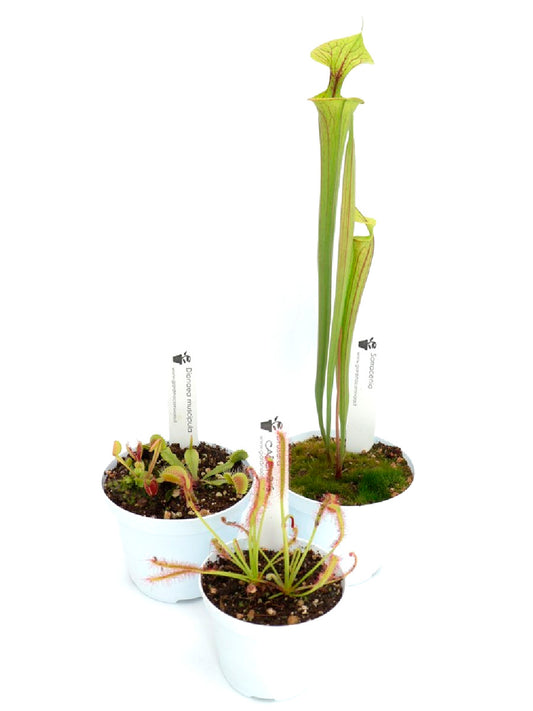 Carnivorous Tris 2
