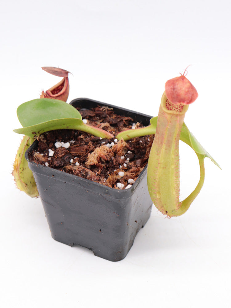 Nepenthes truncata "Flared Peristome" Agusan del Norte, Mindanao