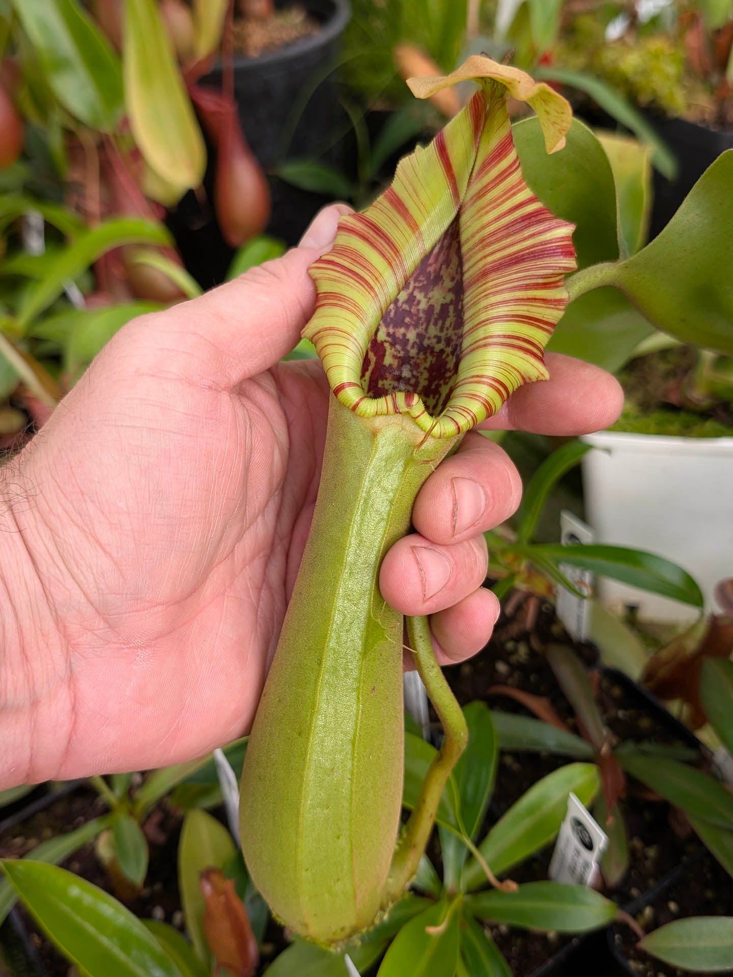 Nepenthes truncata Mindanao, Philippines M – Giardino Carnivoro