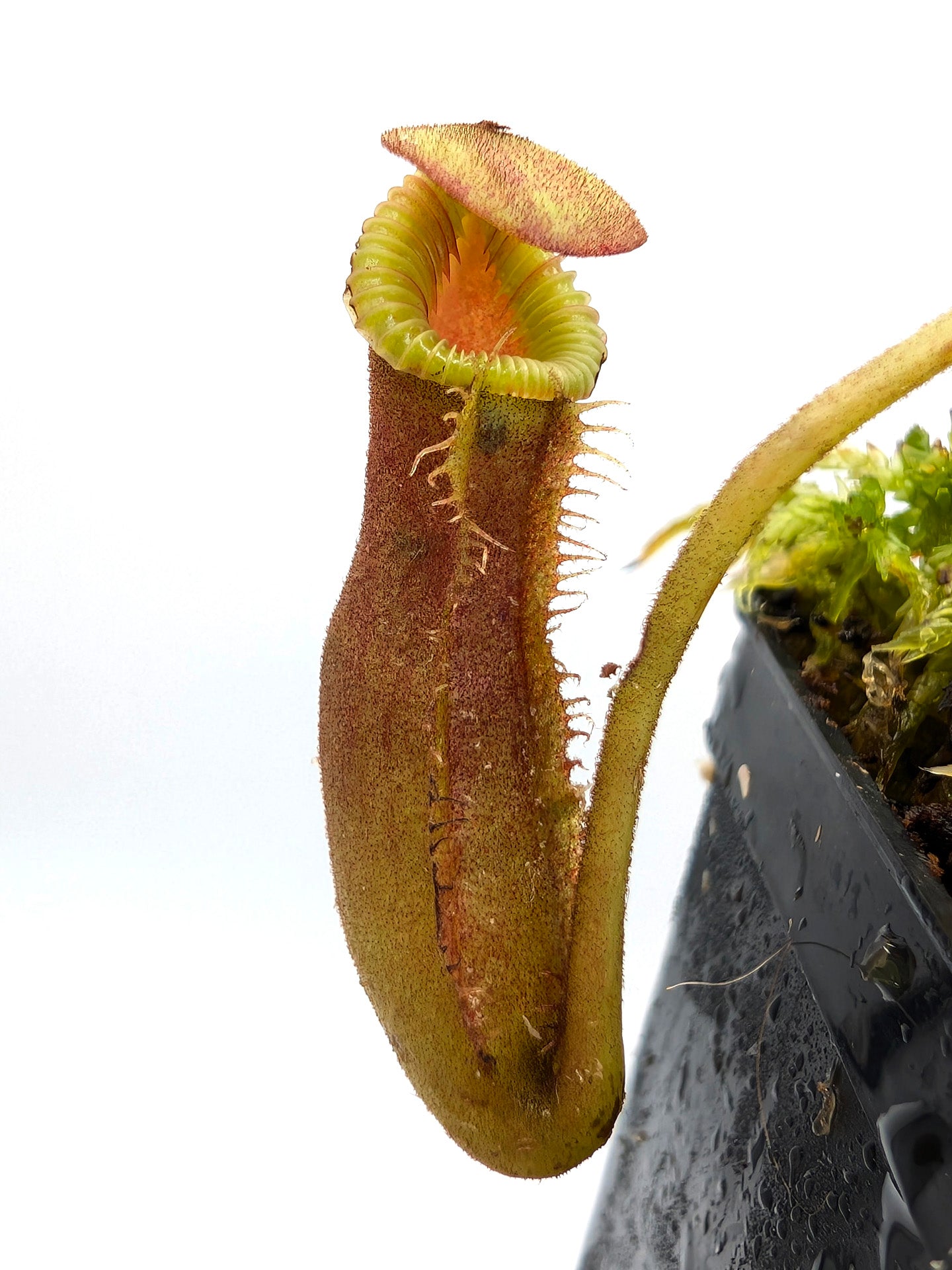 Nepenthes x 'Trusmadiensis' Macrophylla x lowii