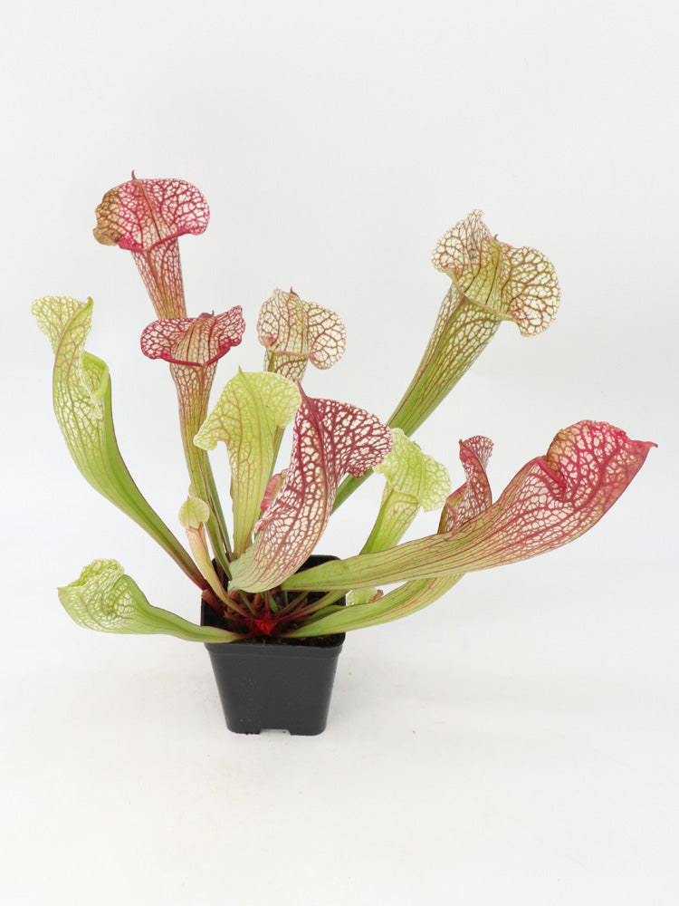 Sarracenia "Umlauftiana"