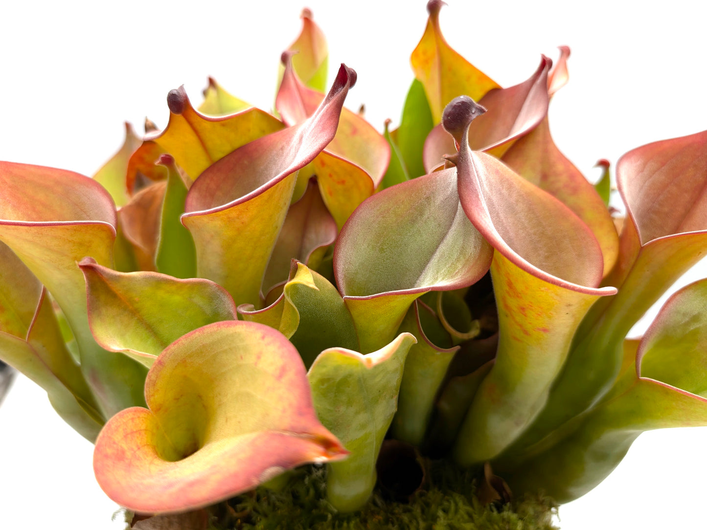 Heliamphora uncinata Northern Rock Wall near Amuri Cliff