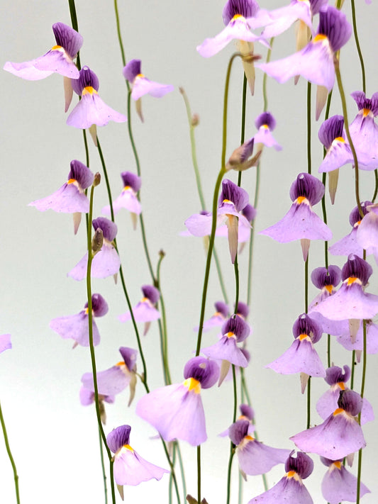 Utricularia blanchettii