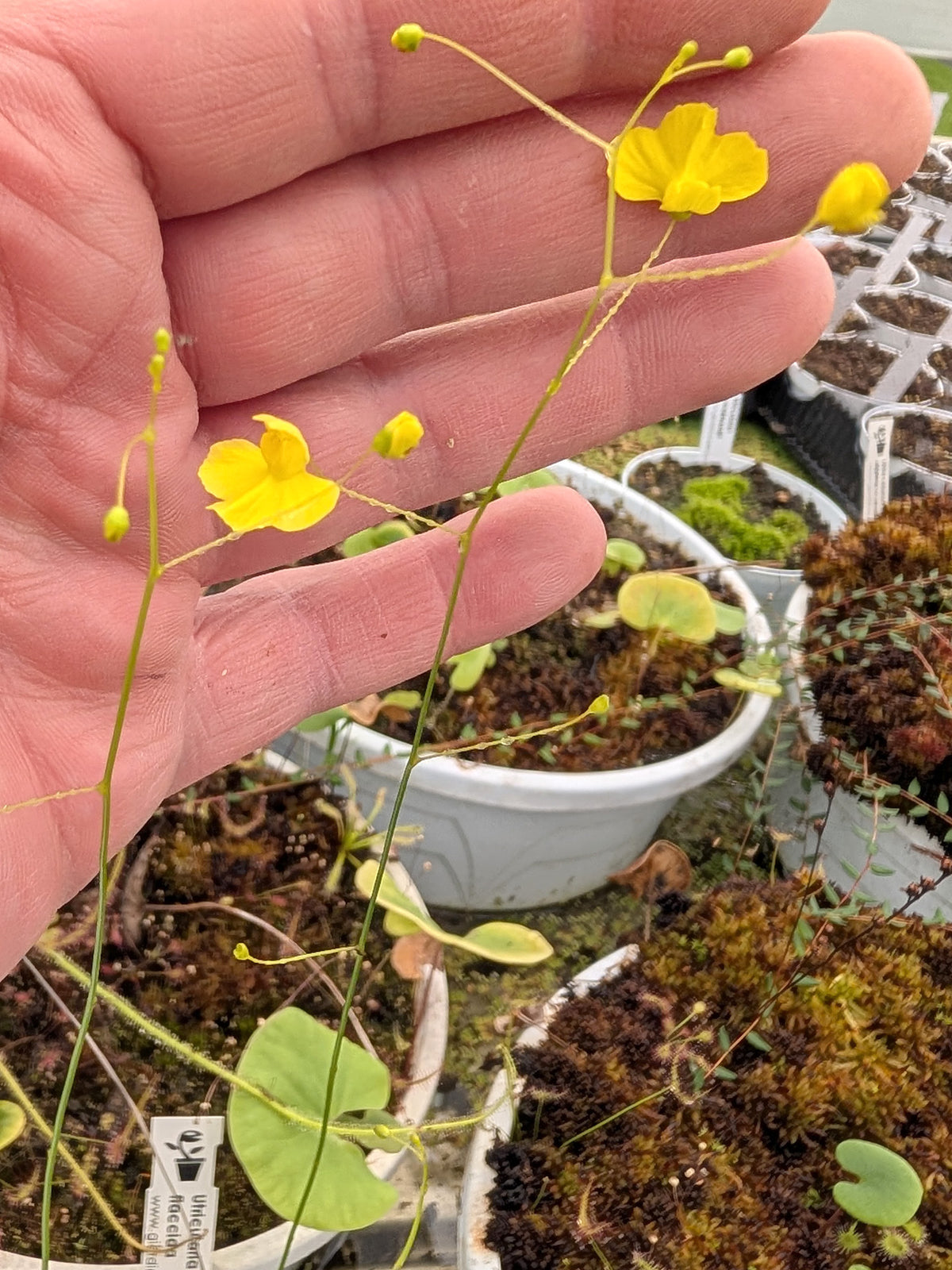 Utricularia flaccida