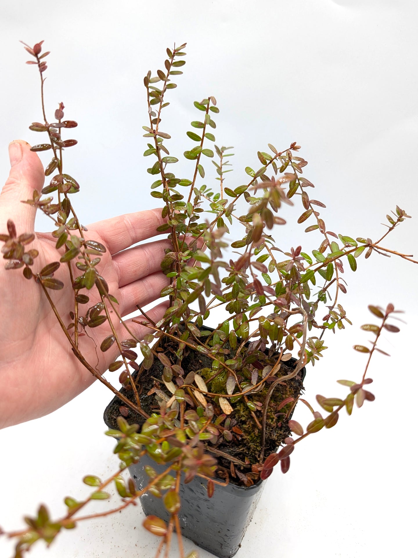 Vaccinium macrocarpon Amerikanische Cranberry