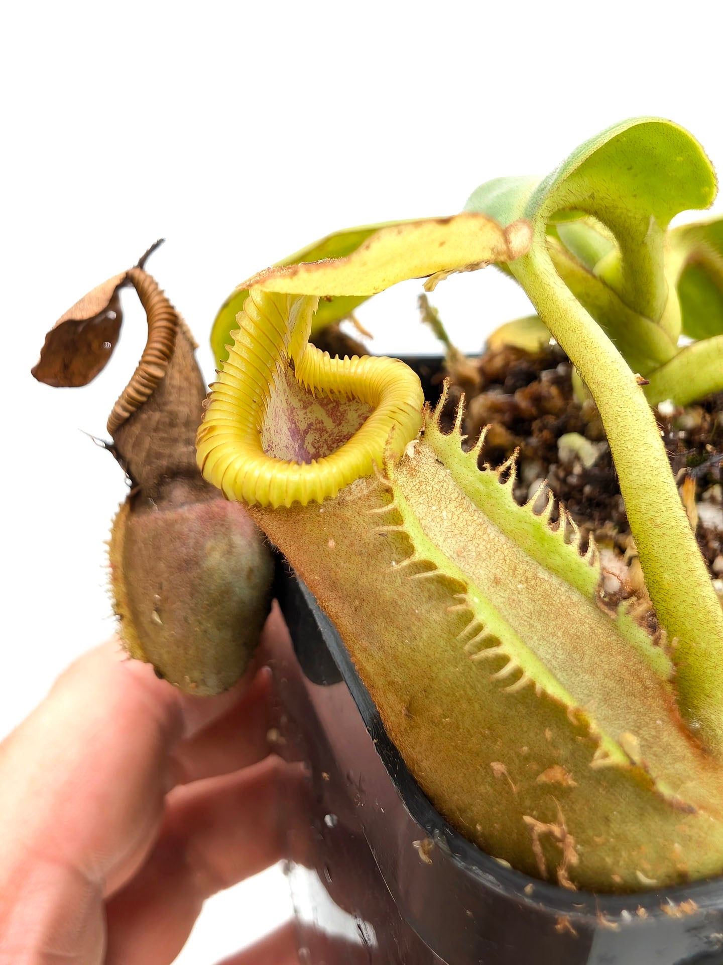 Nepenthes veitchii x edwardsiana
