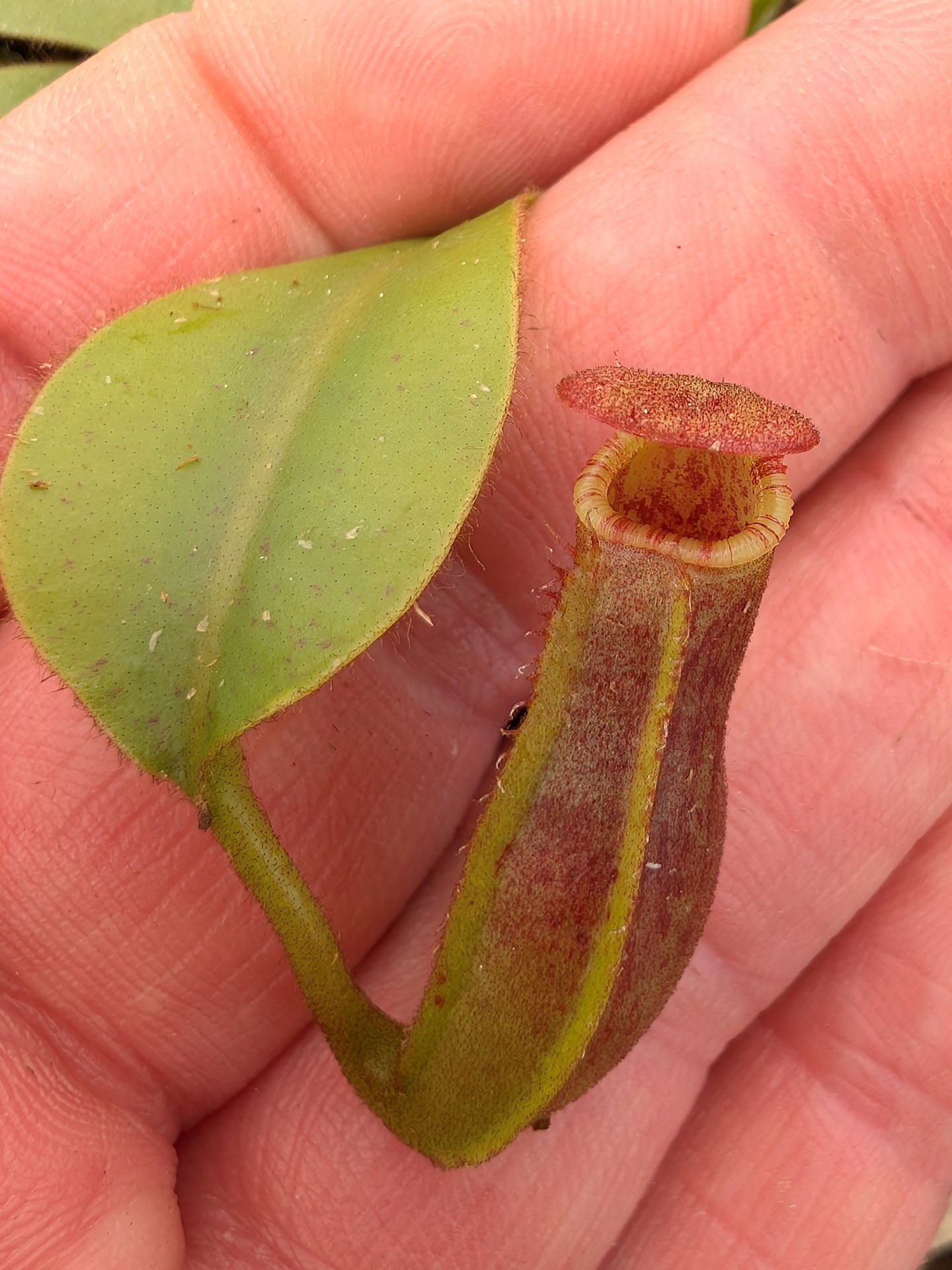 Nepenthes veitchii "Candy" x Trusmadiensis