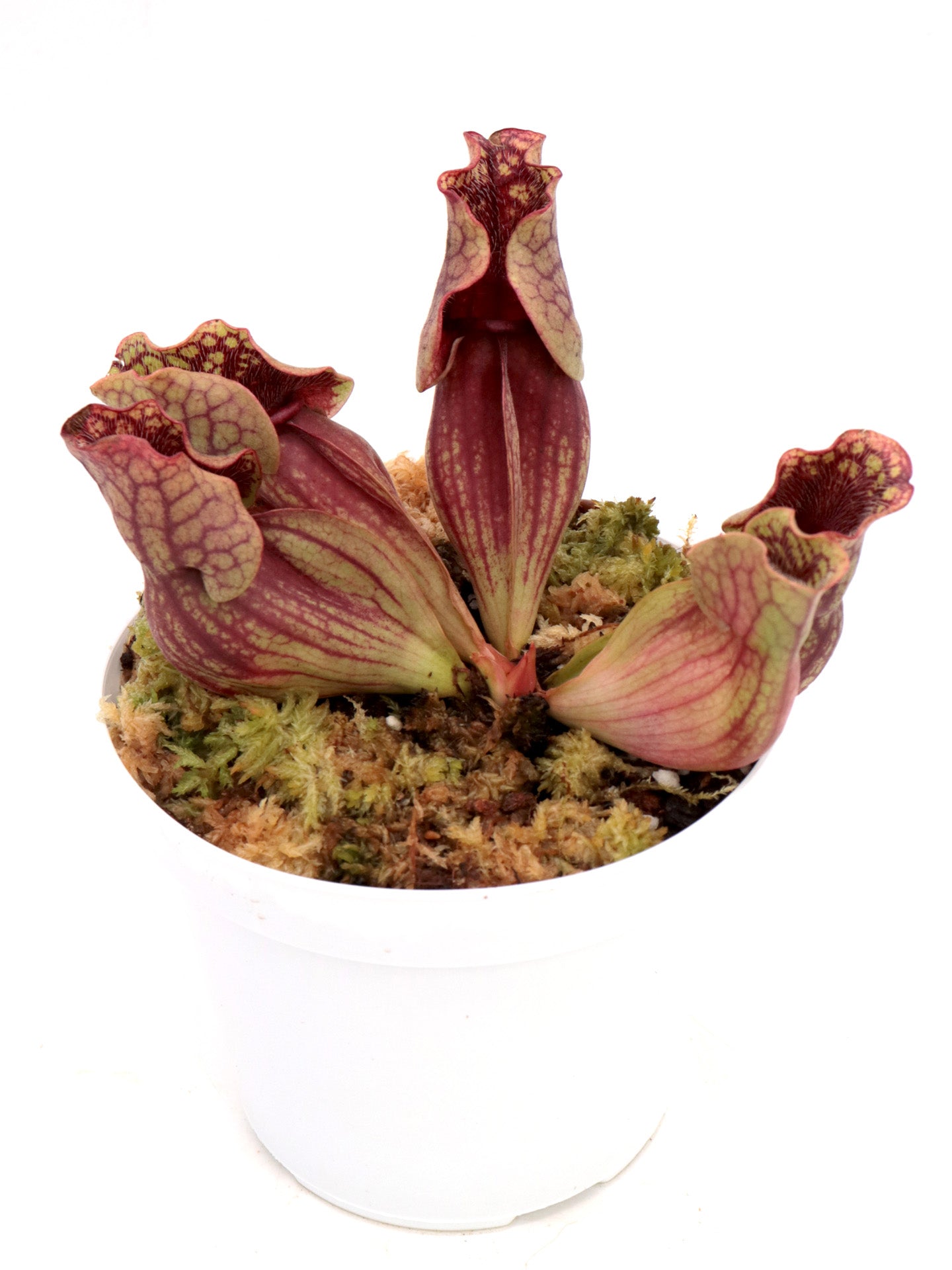 Sarracenia purpurea ssp. venosa Old Dock, Columbus Co