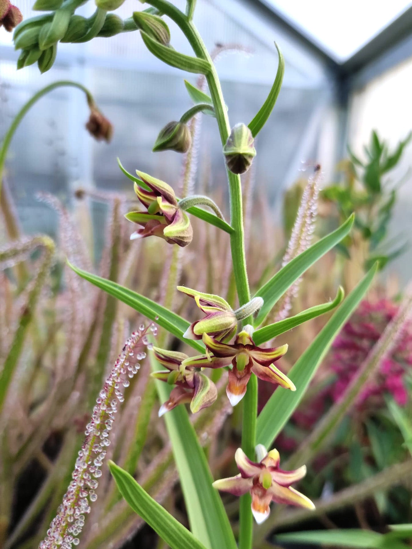 Epipactis veratrifolia