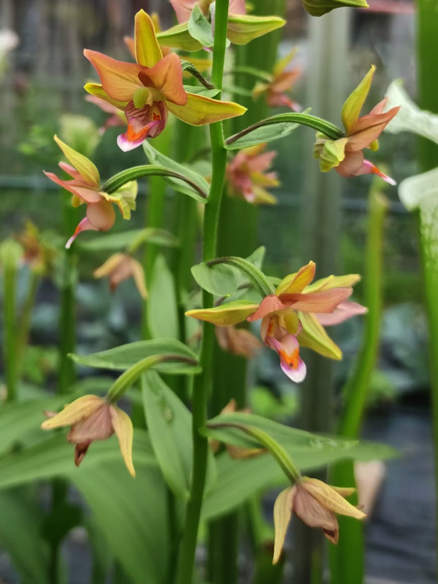 Epipactis veratrifolia x thunbergii