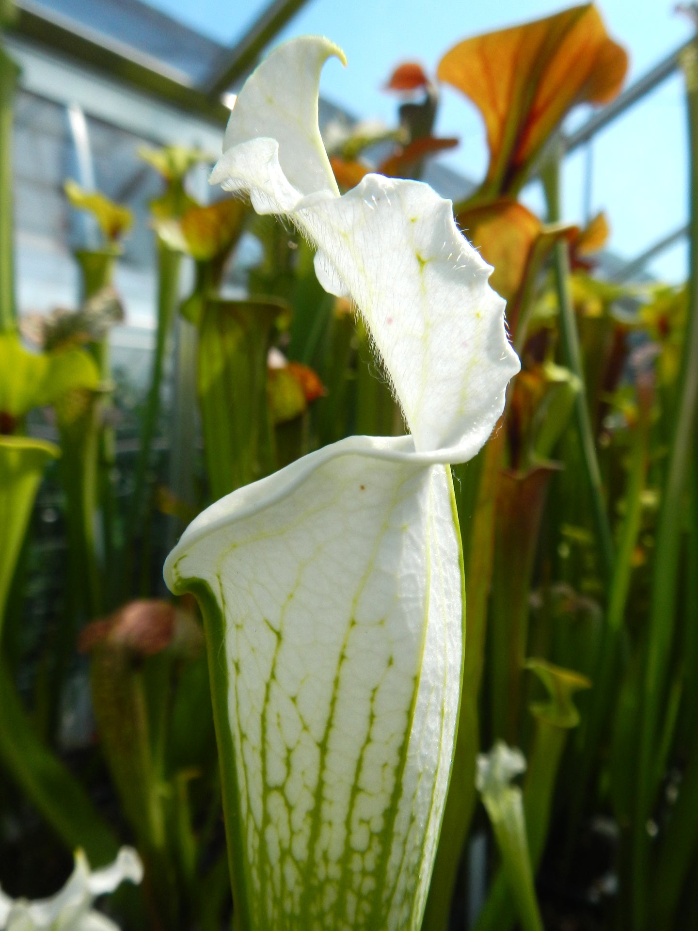 Sarracenia leucophylla var. alba "Very White Top" Clone 1 Klein
