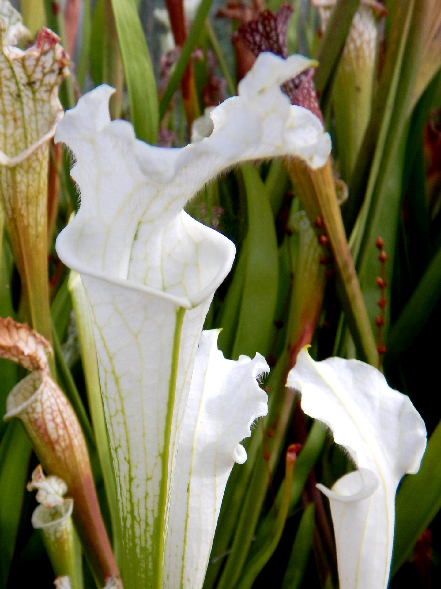 Sarracenia leucophylla var. alba "Very White Top" Clone 1 Klein