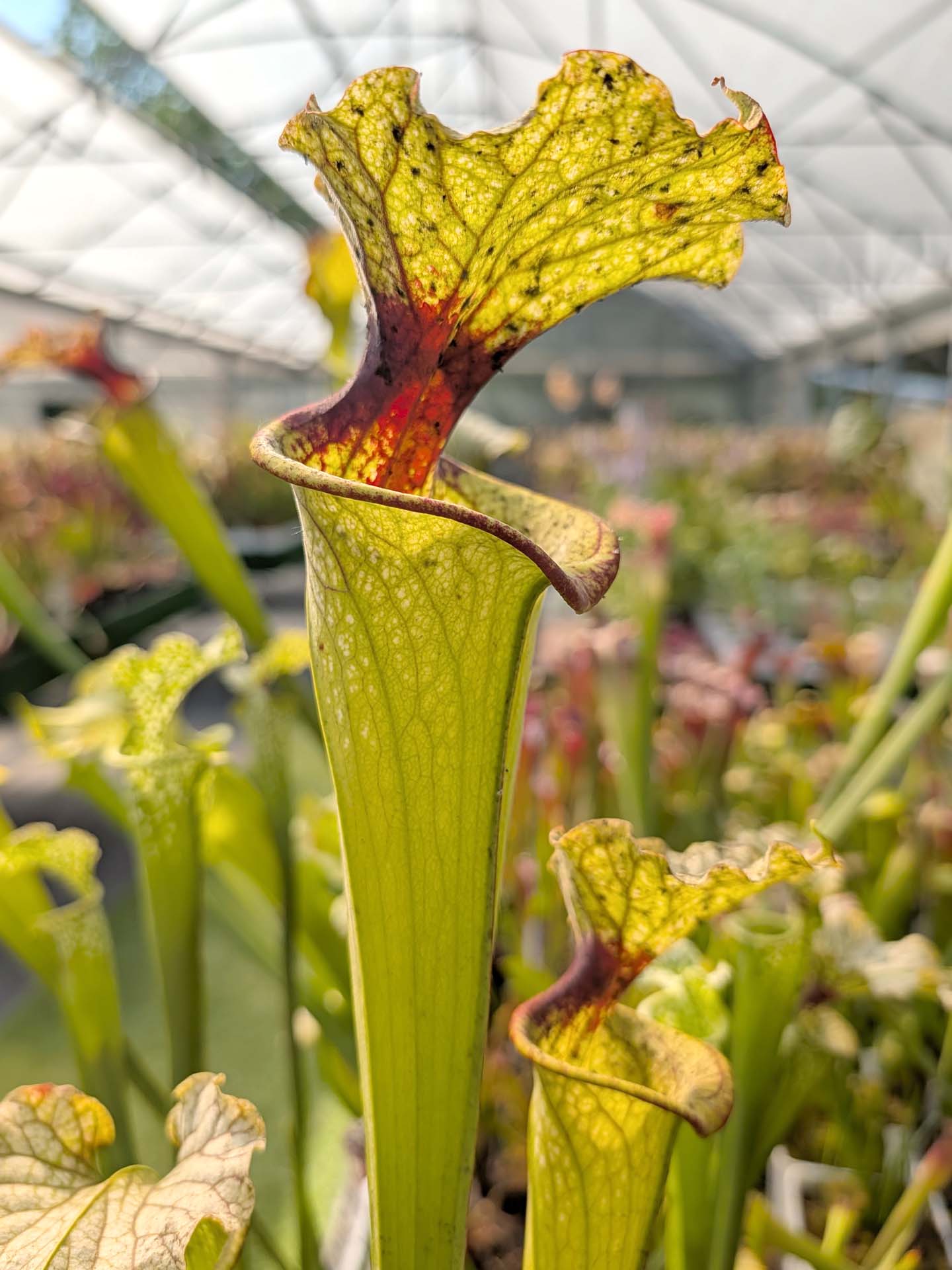 Sarracenia x moorei "Vigorosa" Falchi