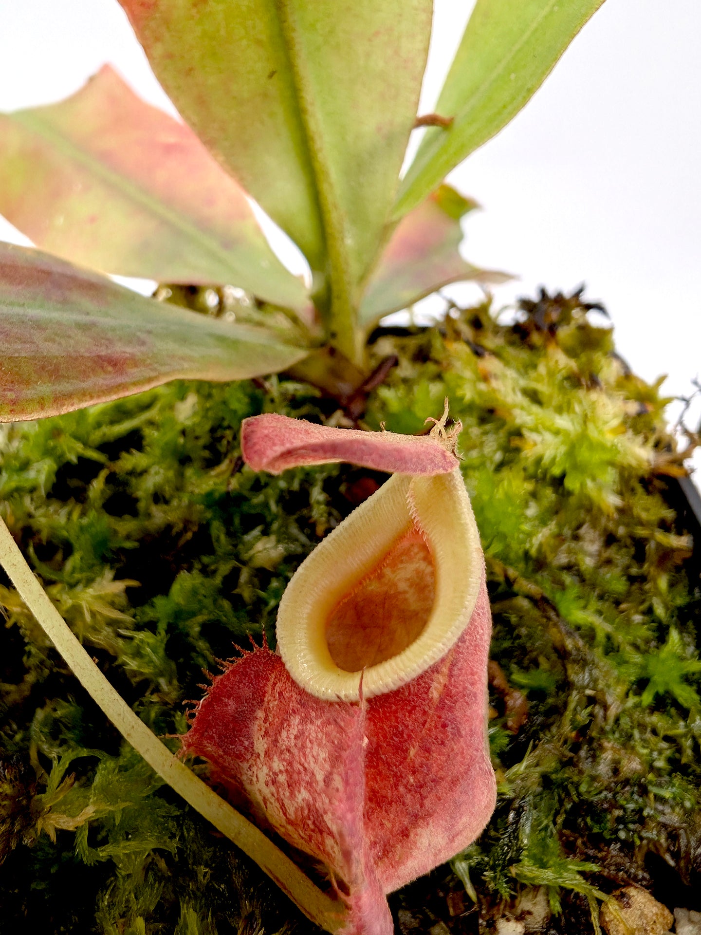 Nepenthes  "Squat red form" (Viking x ampullaria) x (Viking x ampullaria)x Rafflesiana