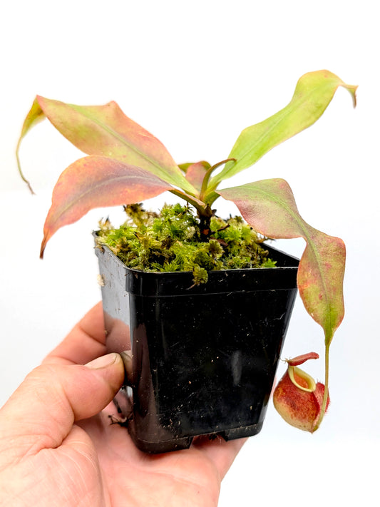 Nepenthes  "Squat red form" (Viking x ampullaria) x (Viking x ampullaria)x Rafflesiana