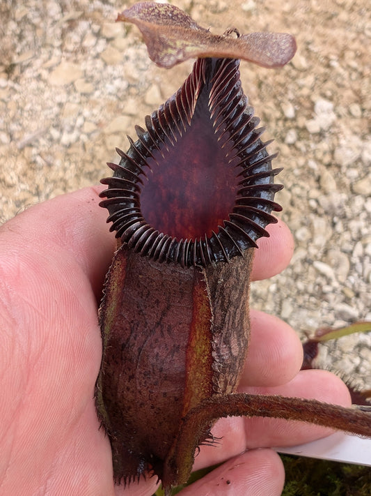 Nepenthes villosa x hamata BE-4099