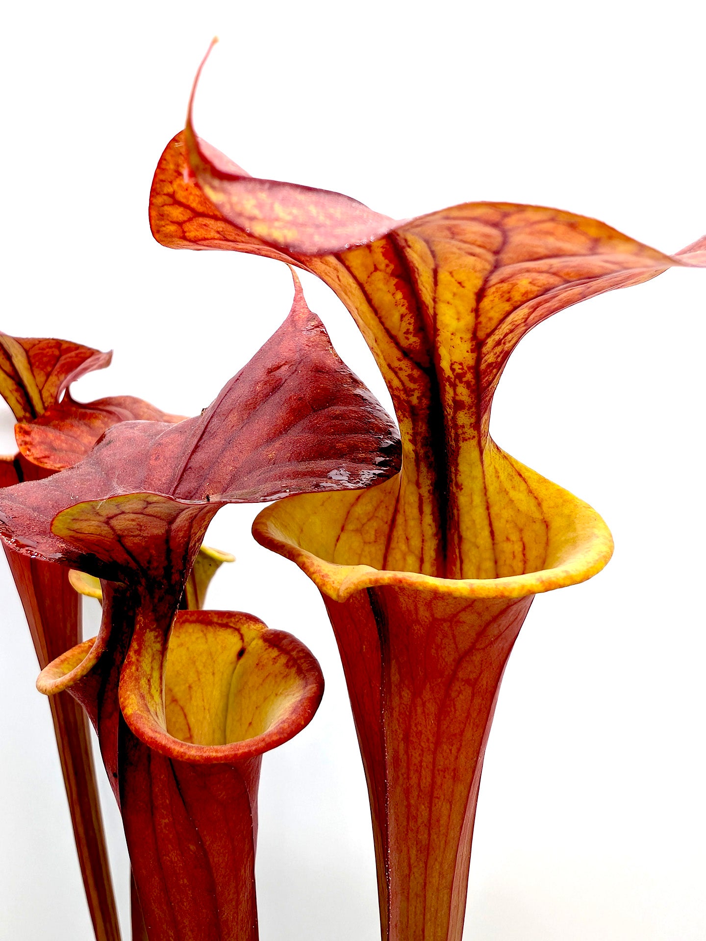 Sarracenia flava var. atropurpurea 'Waccamaw'