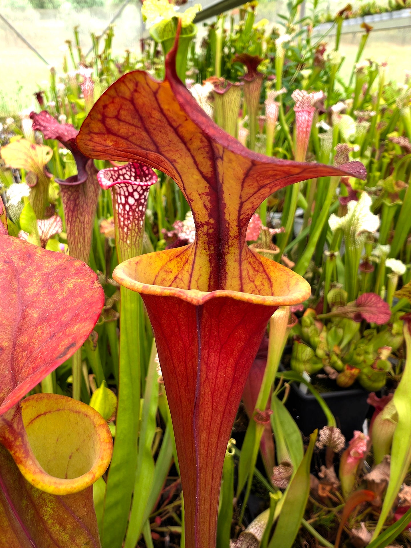 Sarracenia flava var. atropurpurea 'Waccamaw'