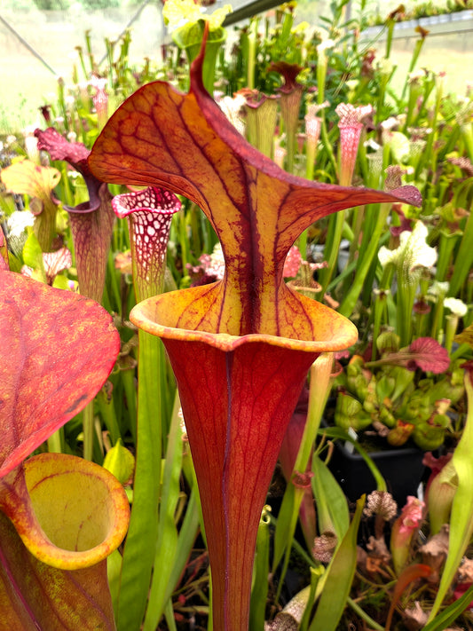 Sarracenia flava var. atropurpurea  'Waccamaw'