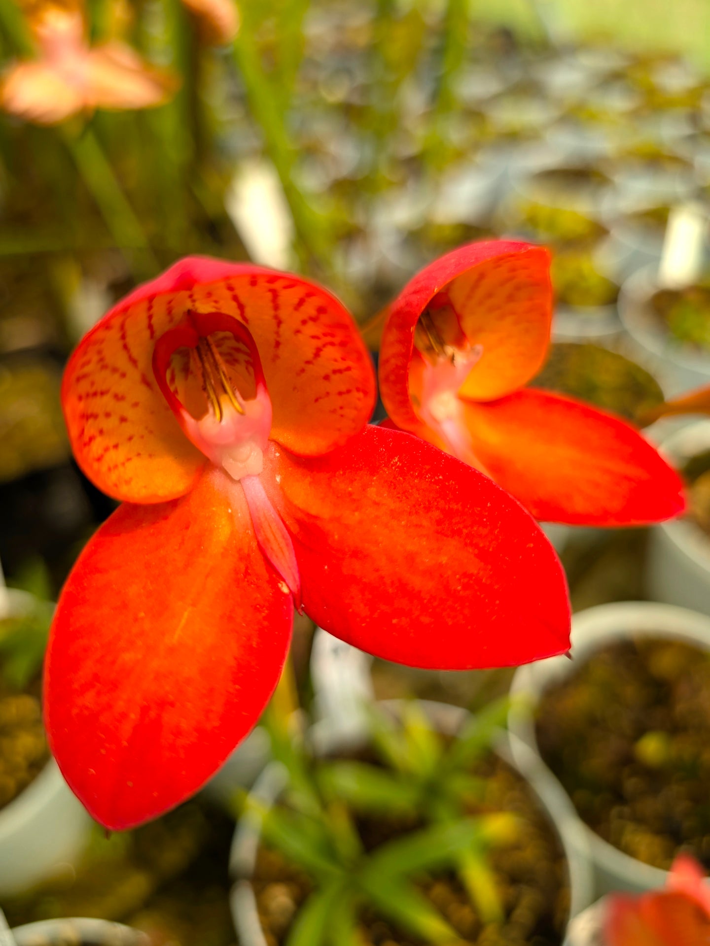 Disa x "Watsonii Red"