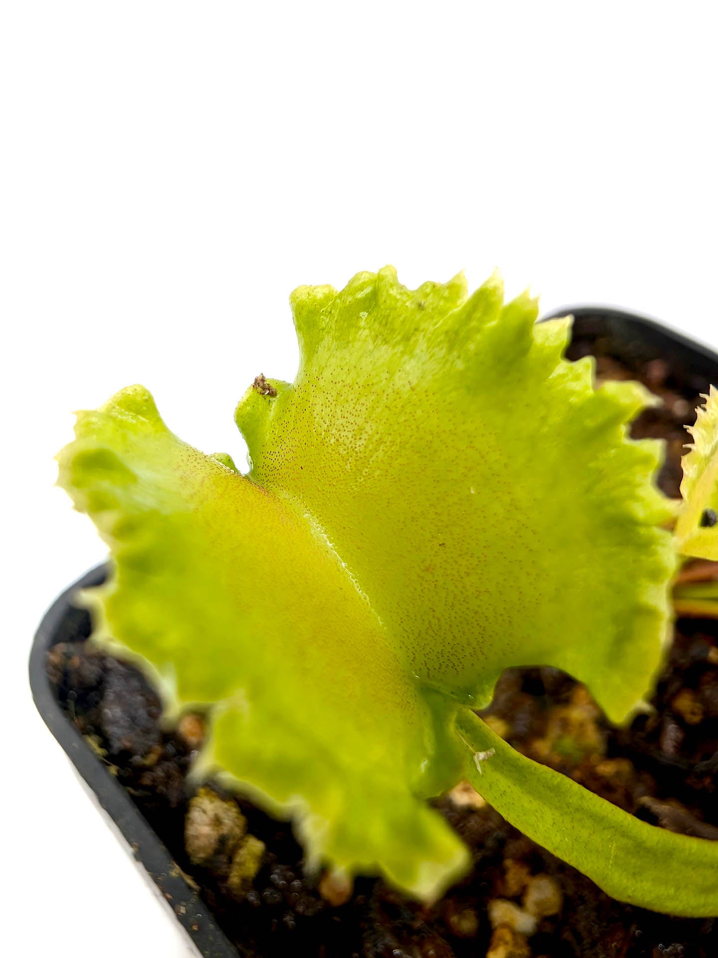 Dionaea muscipula Wereclam