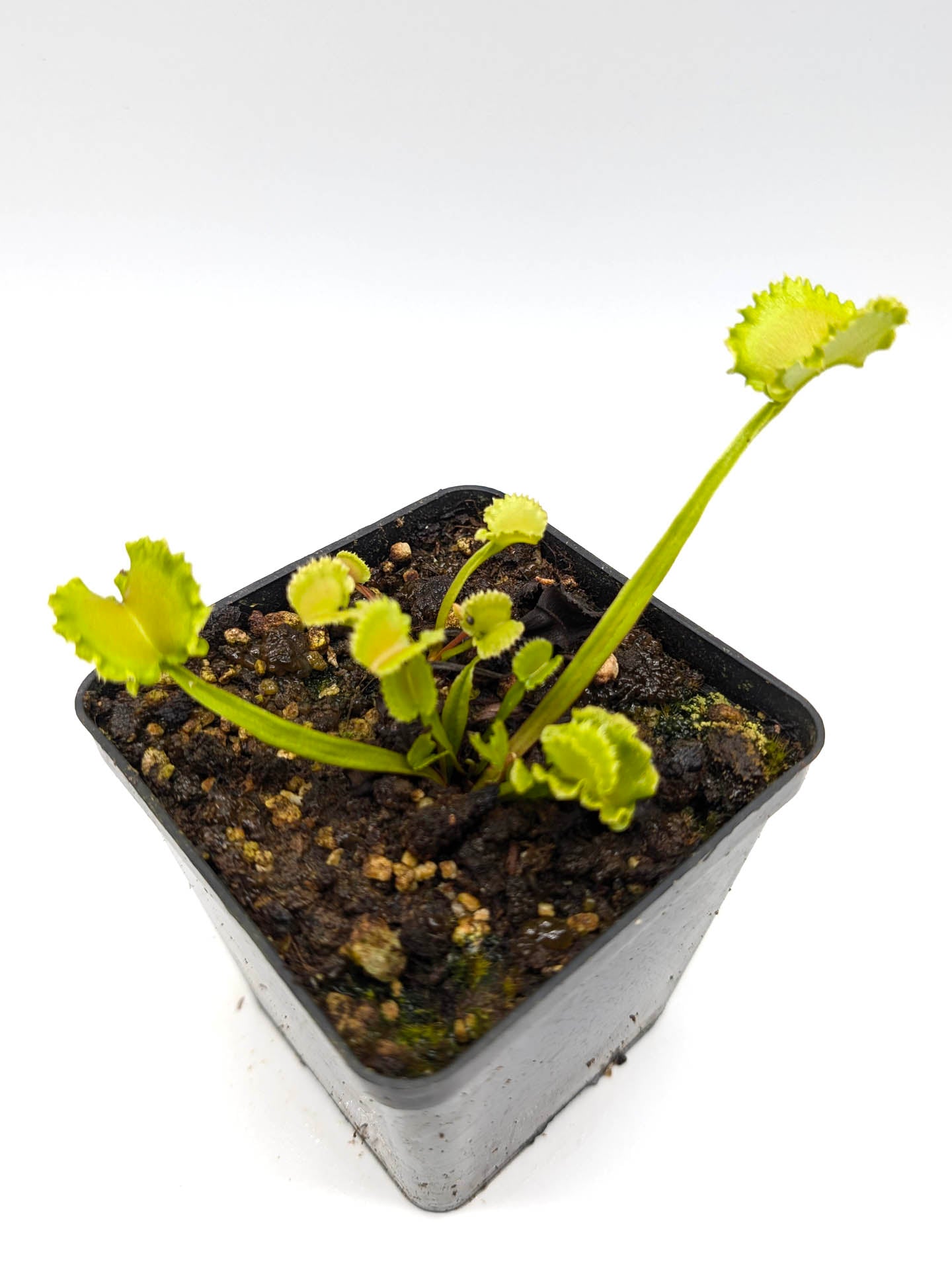 Dionaea muscipula Wereclam