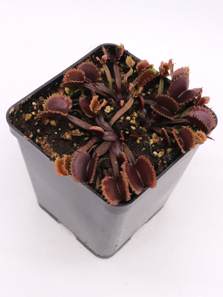 Dionaea muscipula "AR Werewolf II "