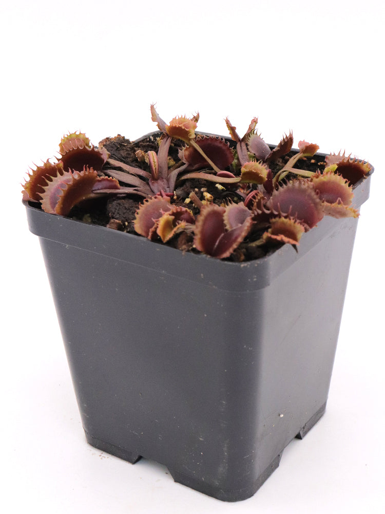 Dionaea muscipula "AR Werewolf II "