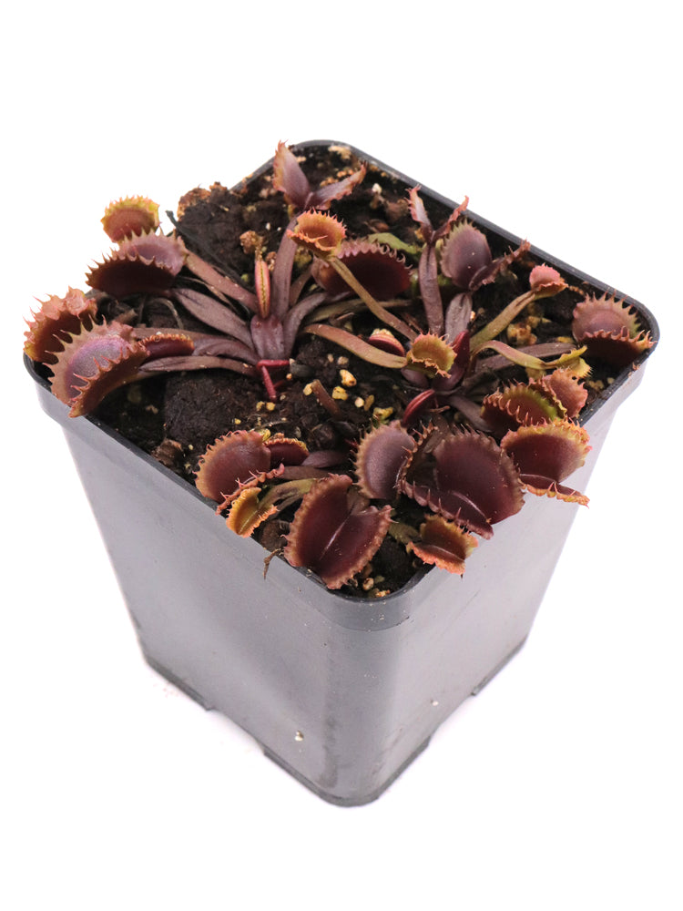 Dionaea muscipula "AR Werewolf II "