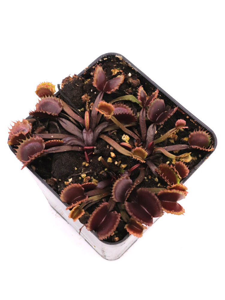 Dionaea muscipula "AR Werewolf II "