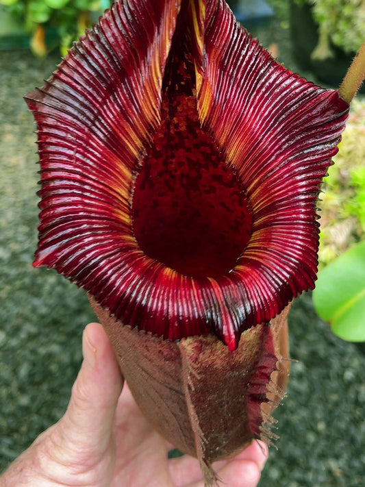 Nepenthes (veitchii x lowii) x (burbidgeae x edwardsiana)  BE-3980