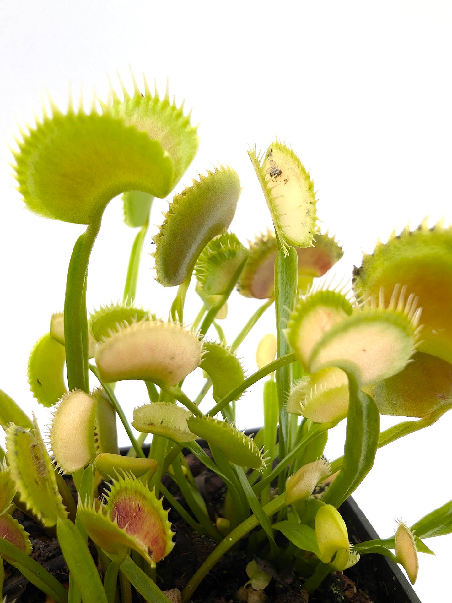 Dionaea muscipula "GC White Shark Mutation"