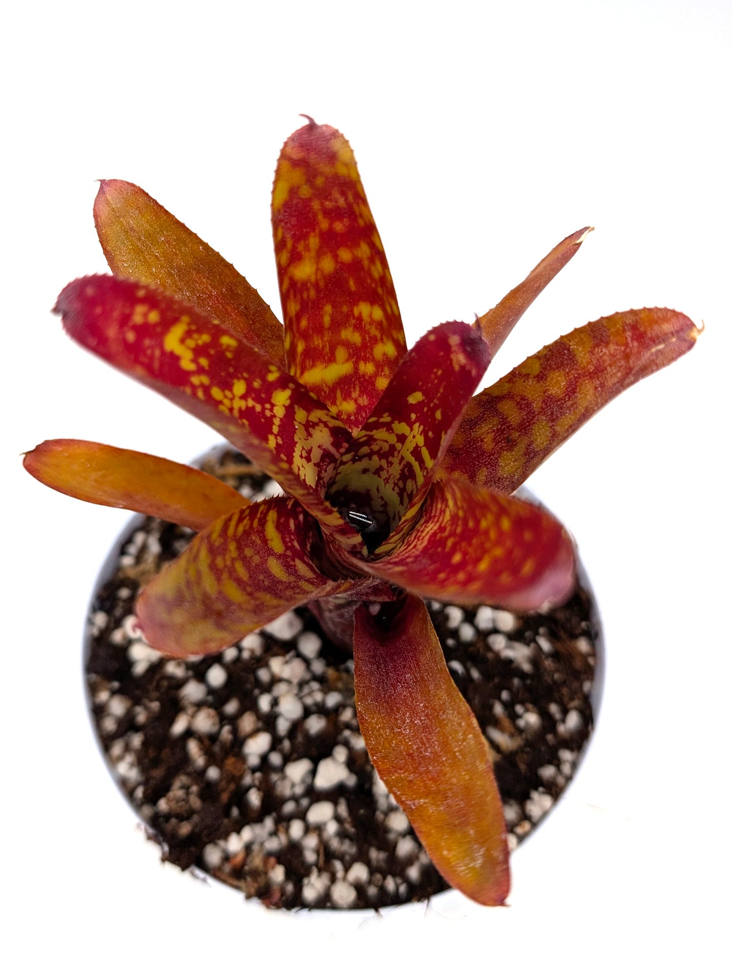 Neoregelia Wild Tiger