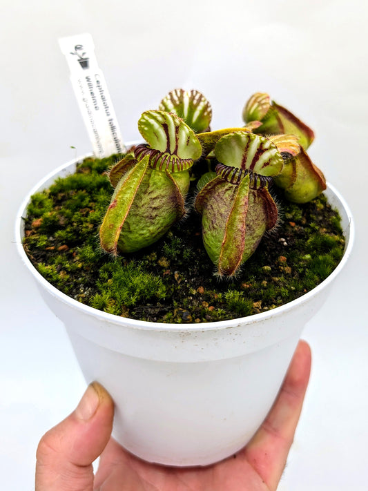 Cephalotus follicularis "Wilhelma"