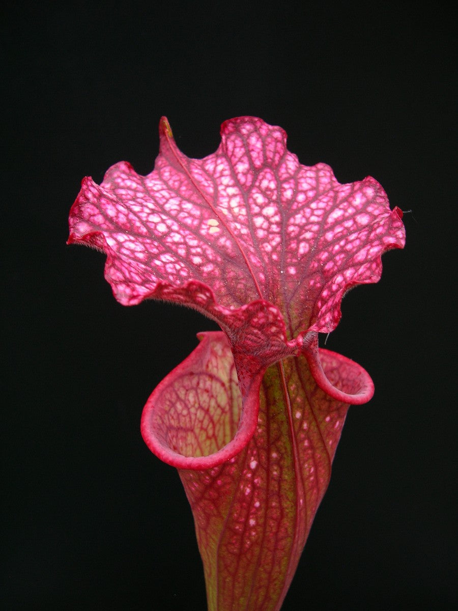 Sarracenia "Wilkerson Red"