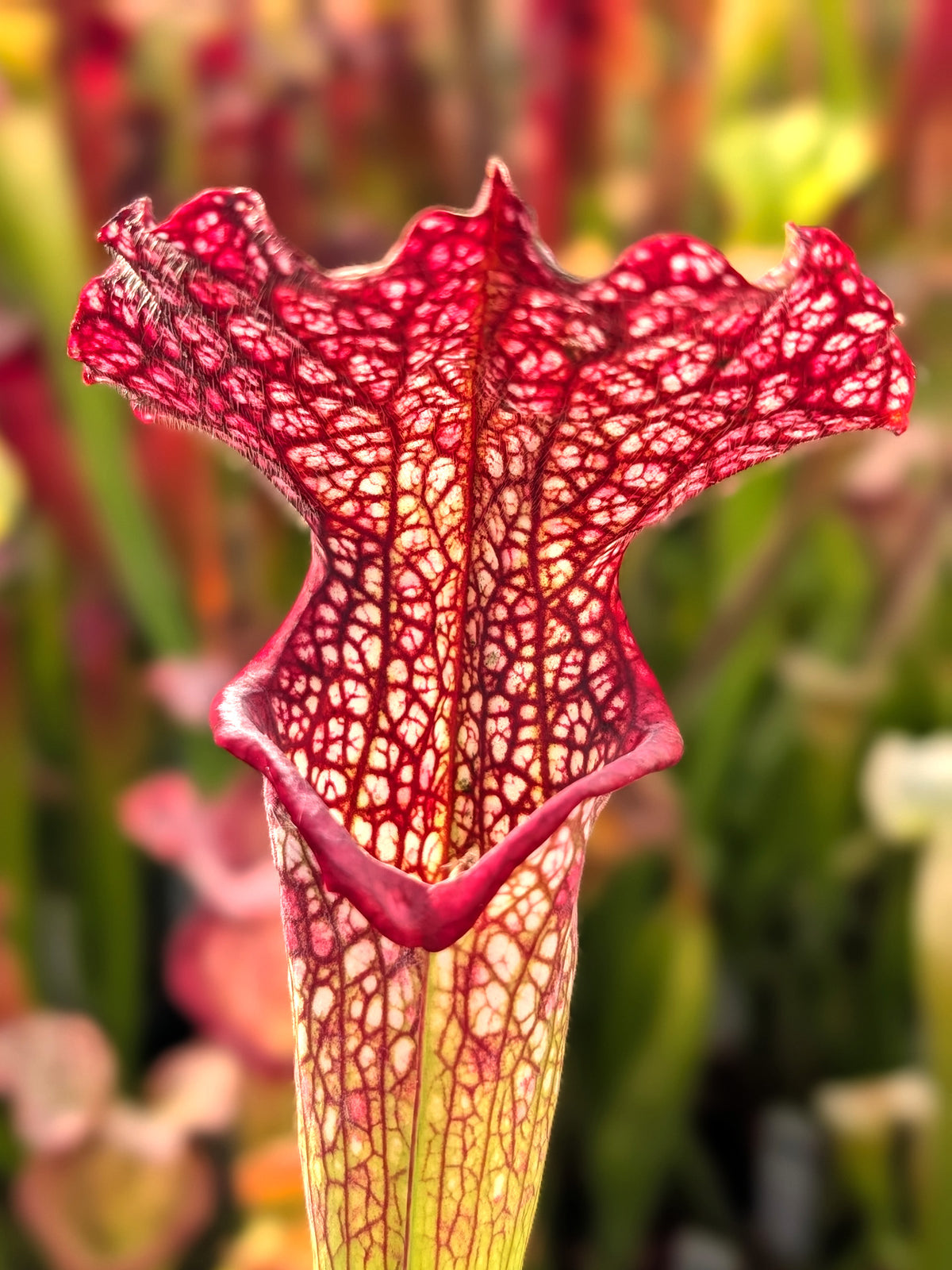 Sarracenia "Wilkerson Red" x OP