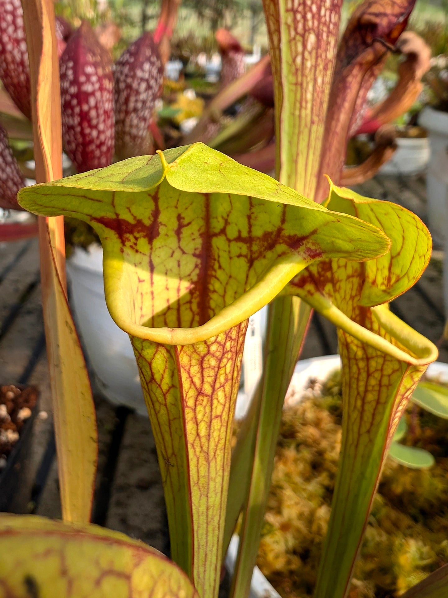 S.x wrigleyana "Pacman"