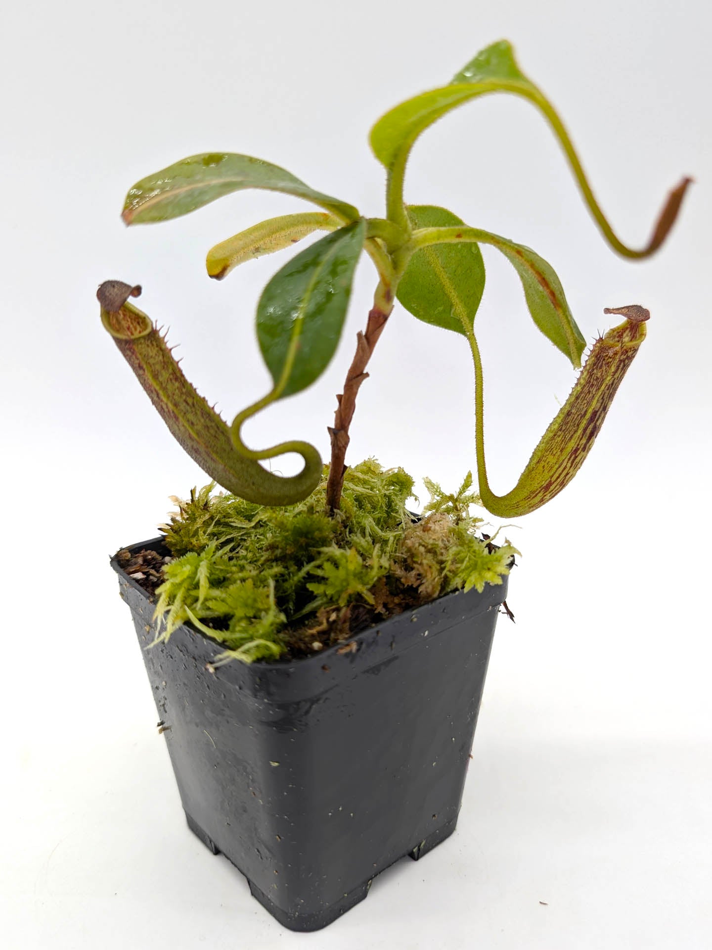 Nepenthes zakriana Kinabalu area, Borneo