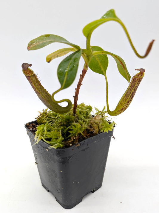 Nepenthes zakriana  Kinabalu area, Borneo