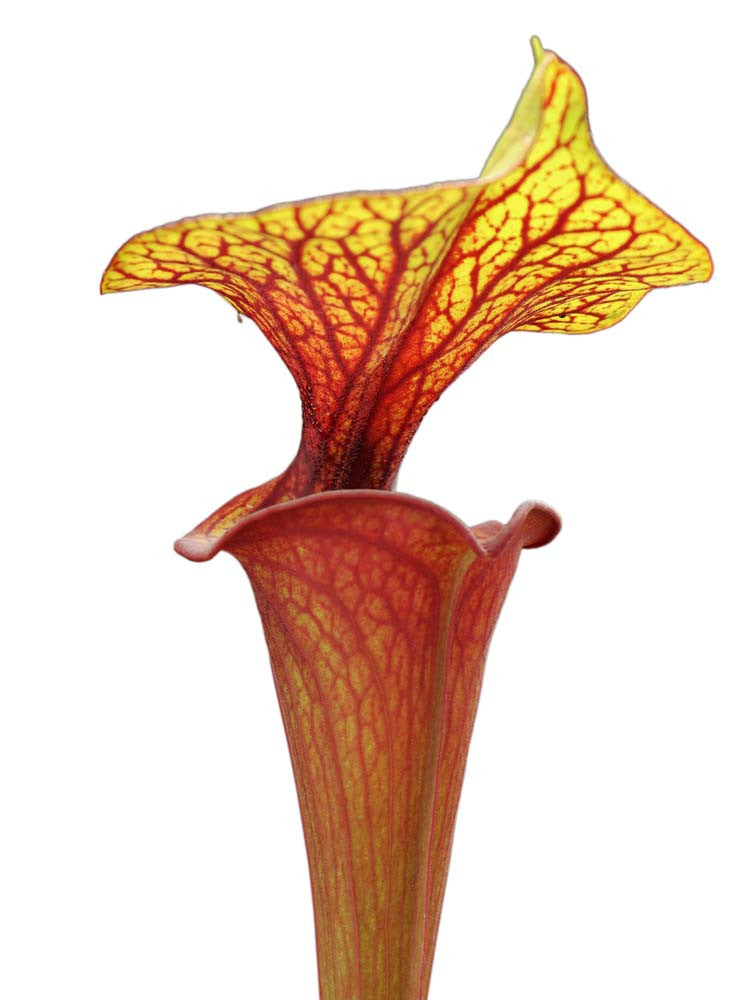 Sarracenia flava var. rubricorpora SF7 / 12 SRBA x F27 A MK