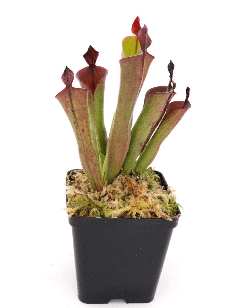 Heliamphora parva "Red" clone 13/3 AW